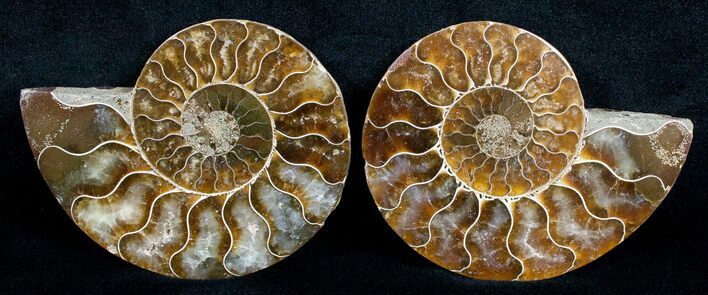 Beautiful Inch Cut and Polished Ammonite Pair #5646